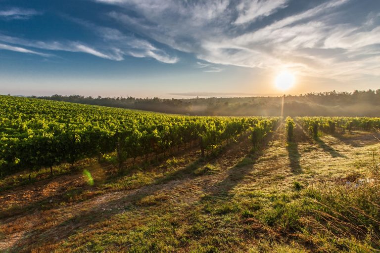 Le strade del vino in sardegna